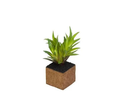 Cult Design Kub Carex Planta