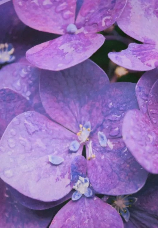 K. Lundqvist Stockholm K. Lundqvist Doftpåse Casa Violeta 3-pack